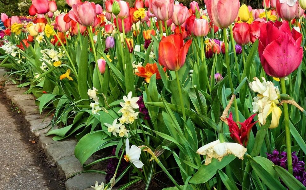 A bed of tulips with a stone border