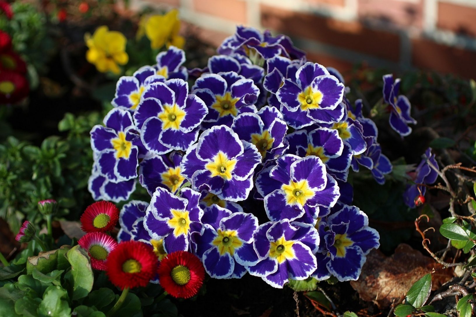 Blue primroses celebration container