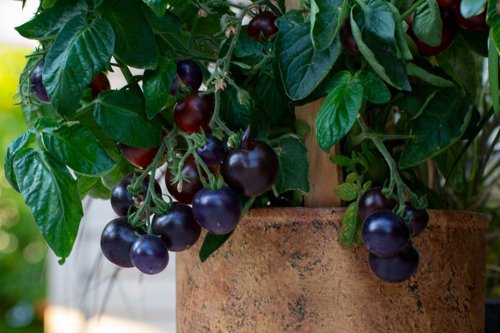 Dark tomatoes in container