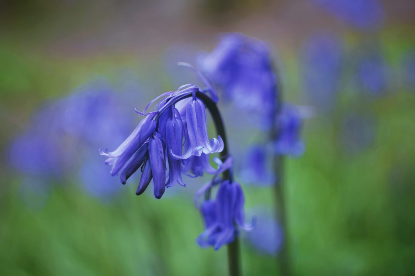 English bluebells - credit Raphael Cabuis, Unsplash
