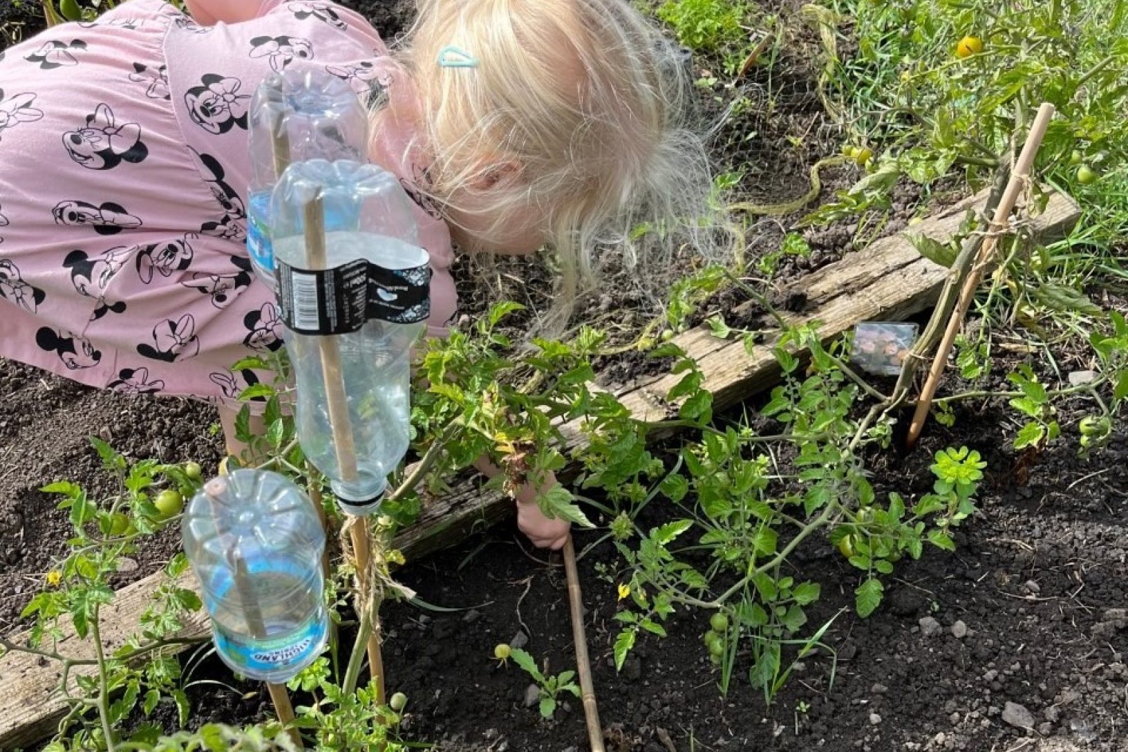 Young girl at allotment leaning over plants