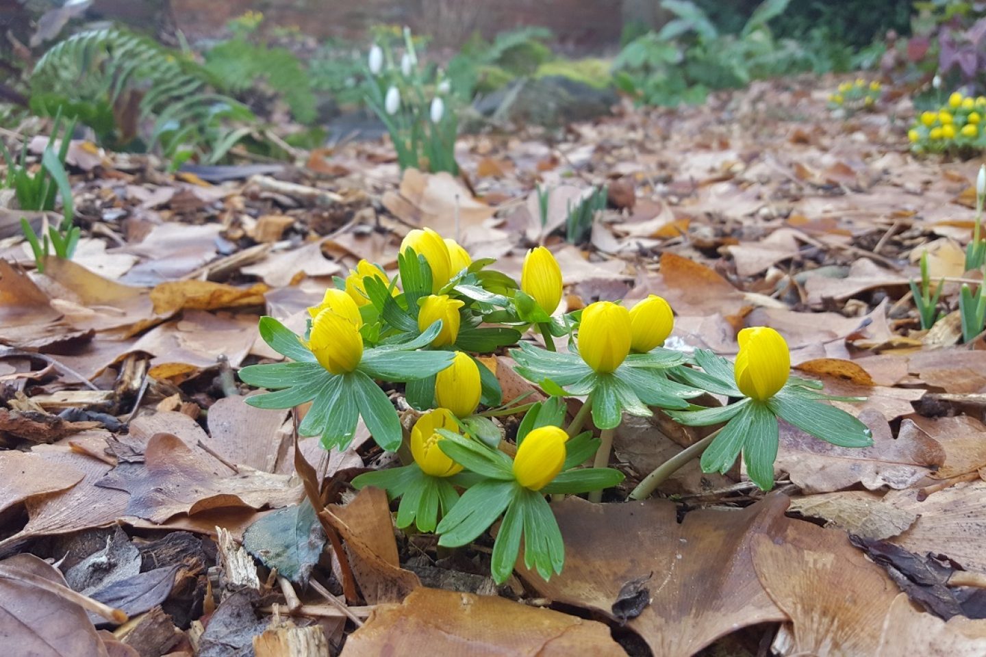 Aconites Thrive reading
