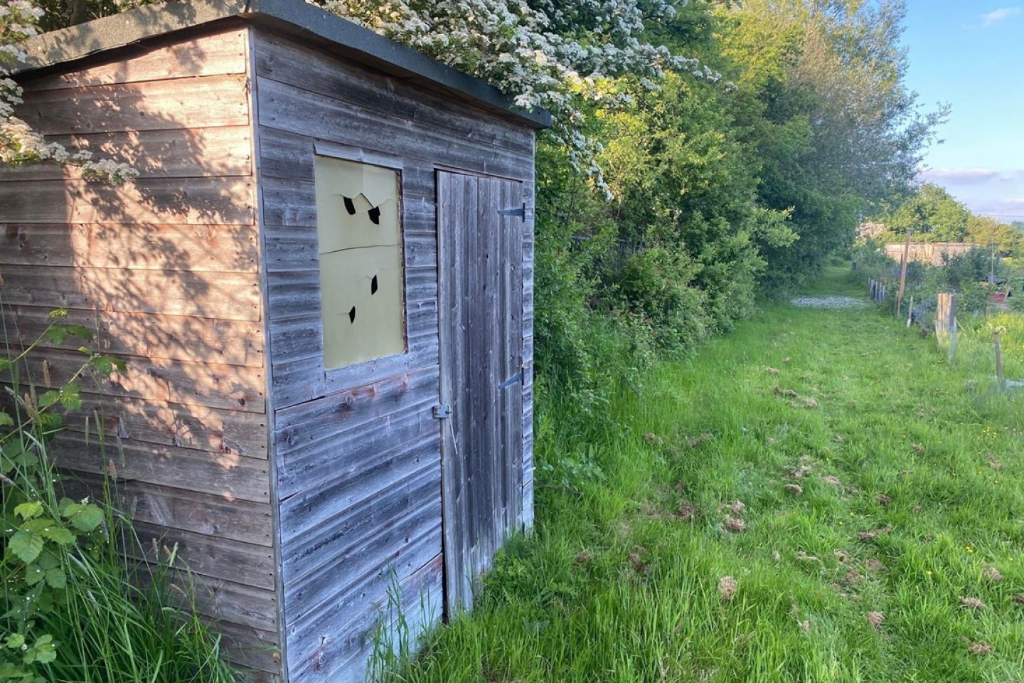 Allotment garden shed 6