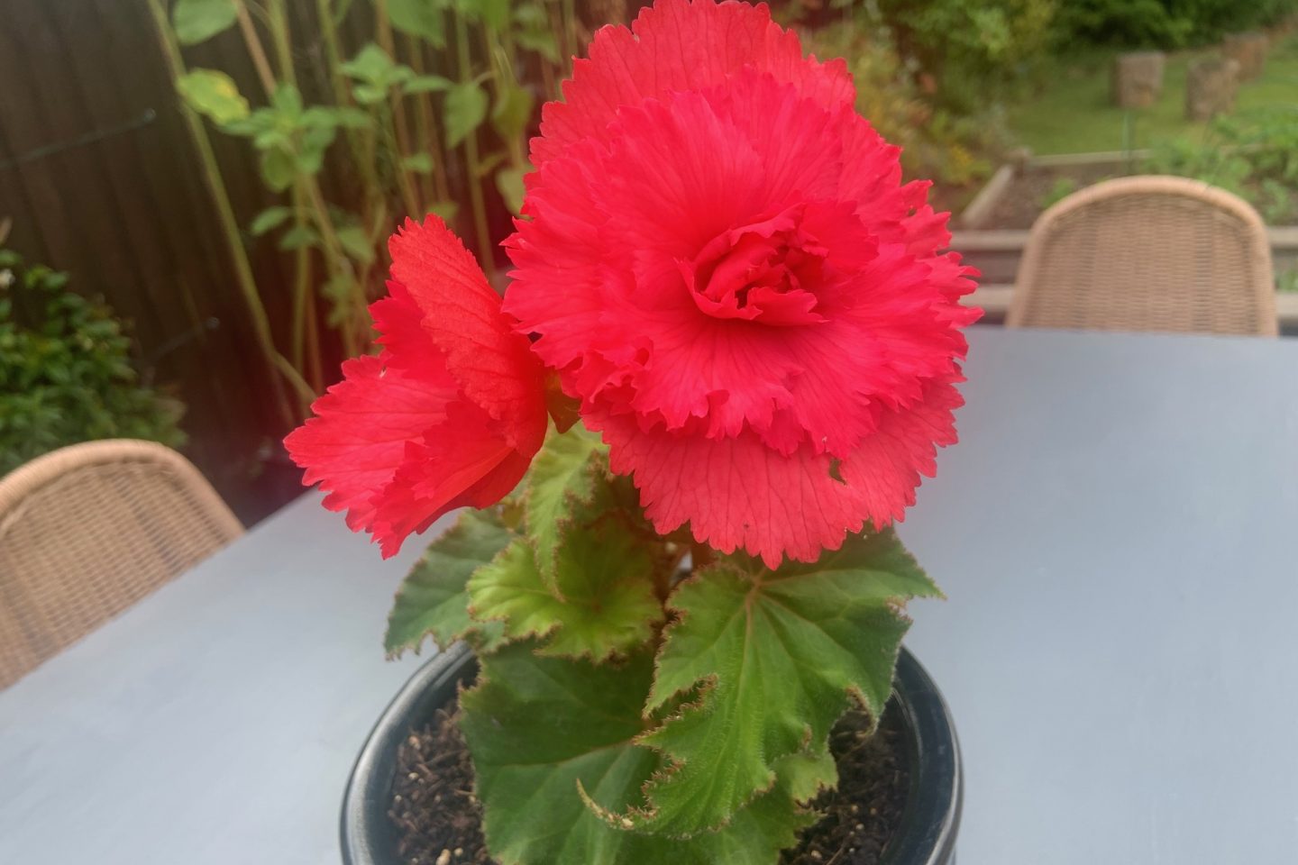 Begonia summer bloom