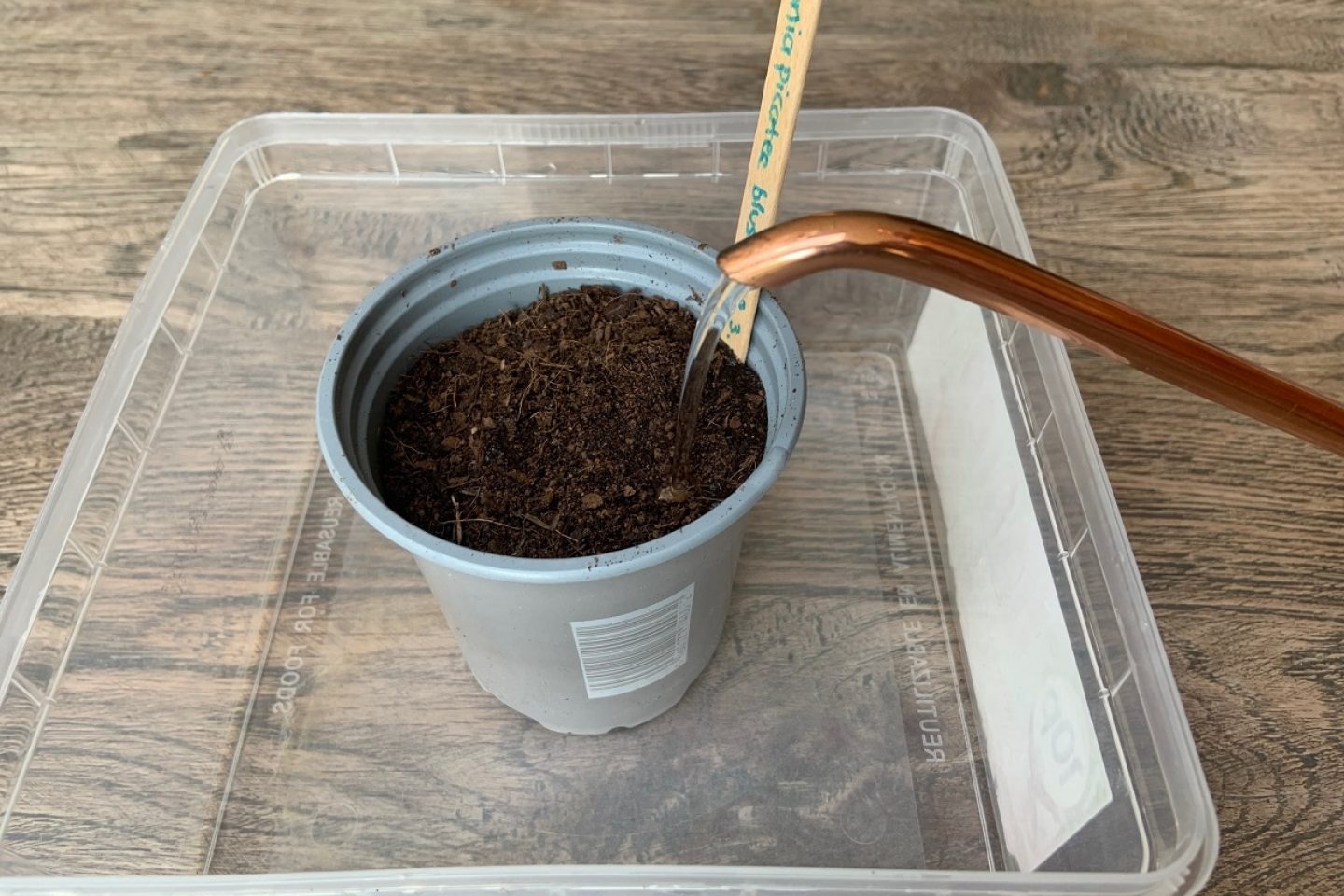 Begonia tuber being watered