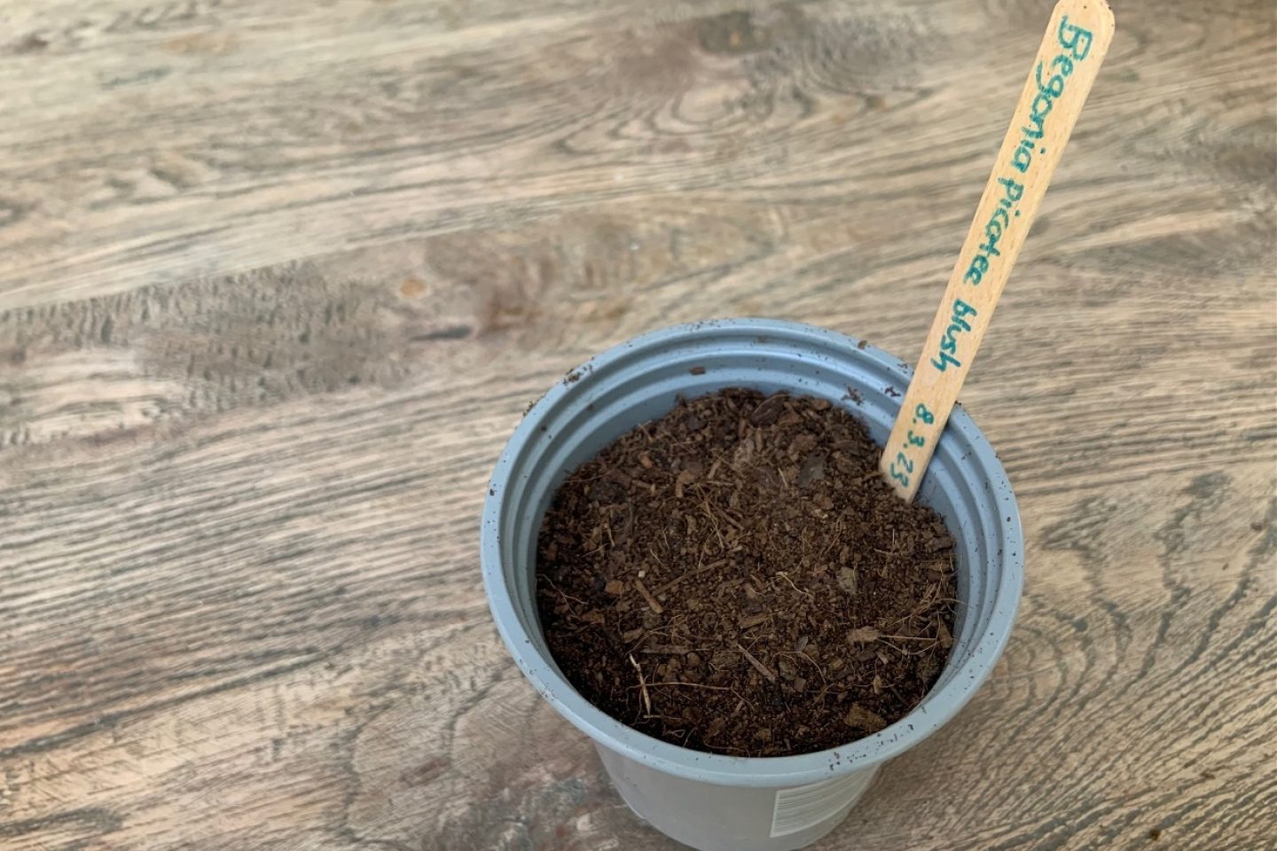 Begonia tuber with label