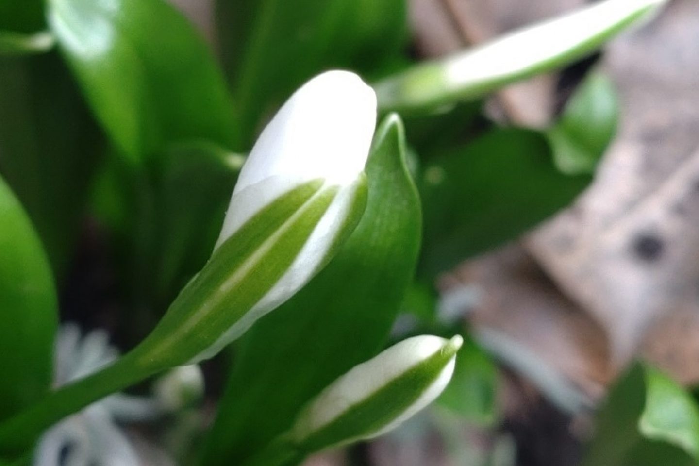 Close up of a snowdrop
