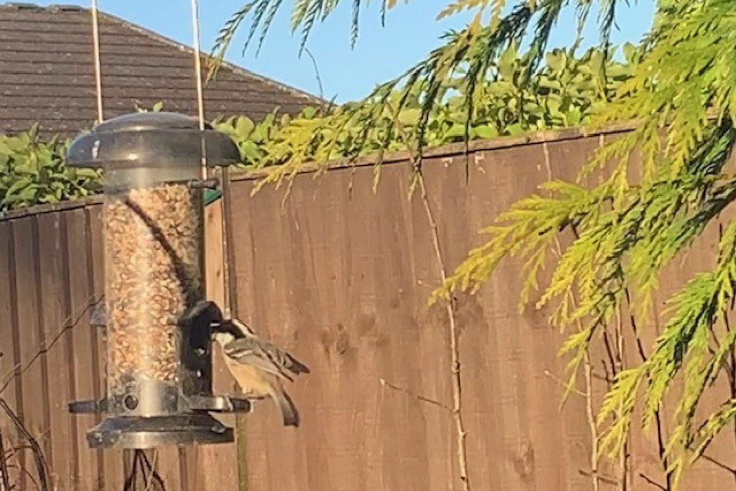 Coal tit february