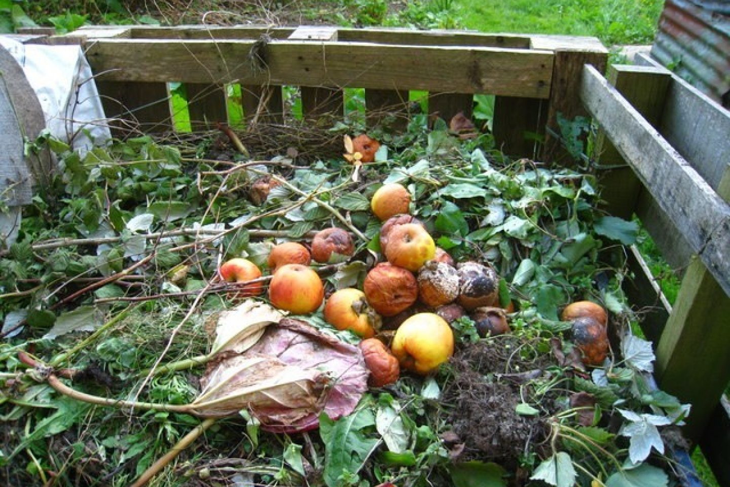 Compost pile with brown and green waste material including apples, cuttings and plant waste