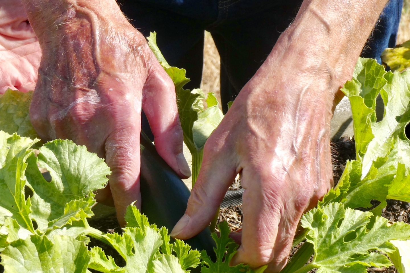 Courgette Picking Hands from dementia adventure