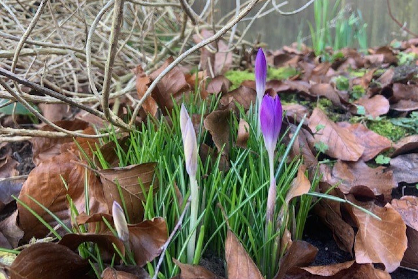 Crocus buds in the garden