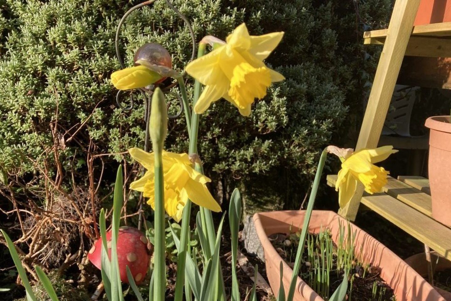 Daffodils in the garden