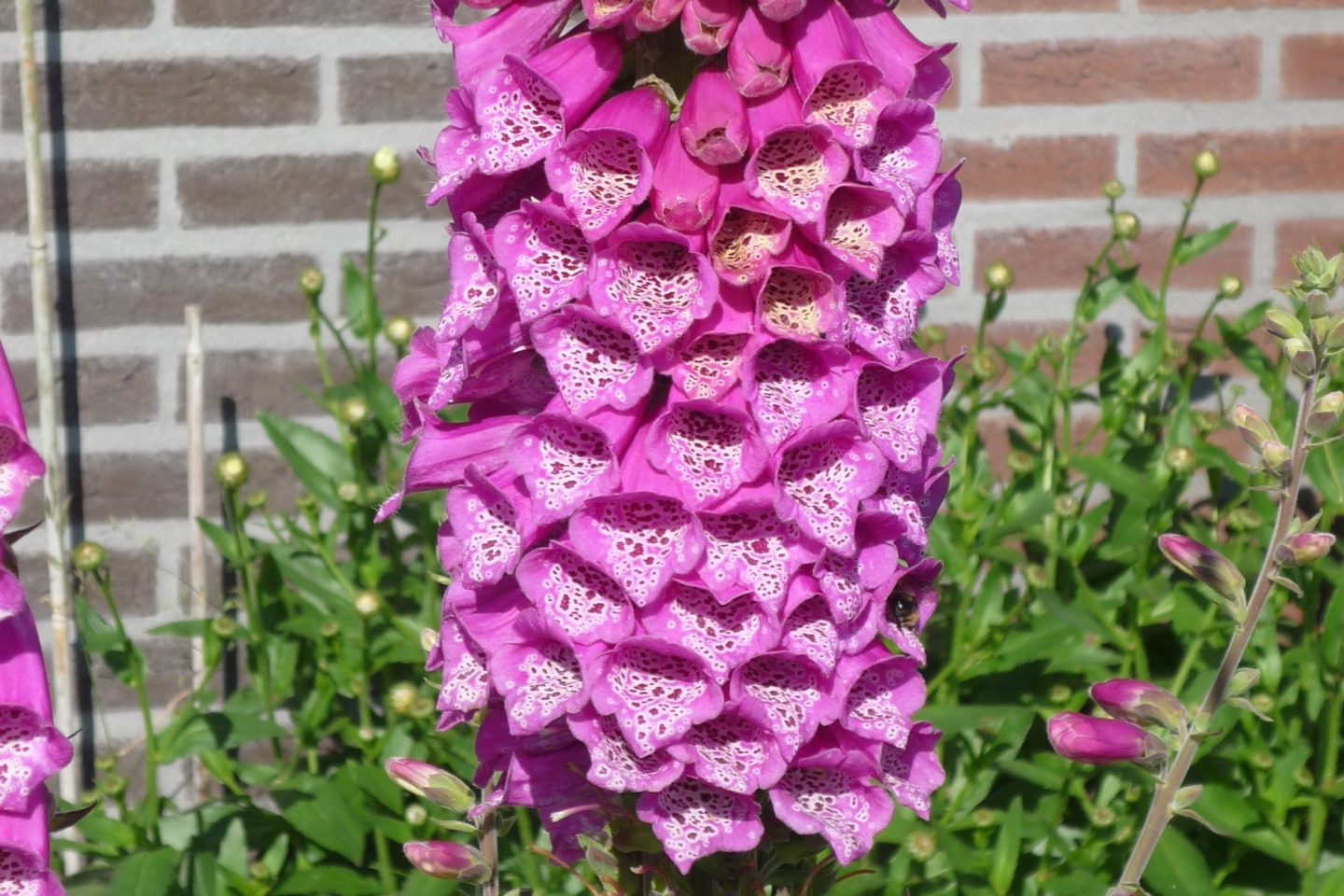 Digitalis Fasciation fullview