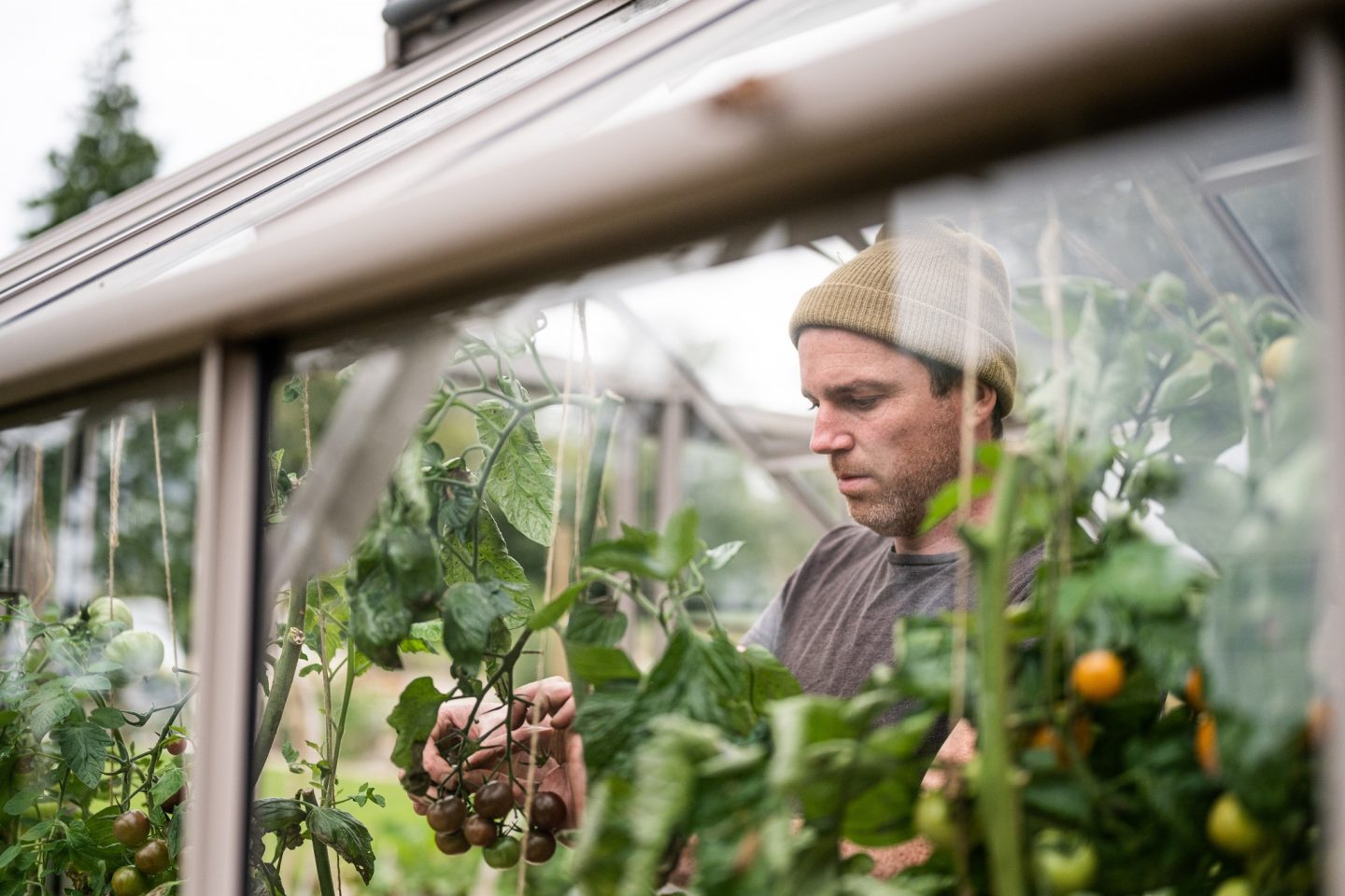 Greenhouse growing tomatoes greenhouses direct