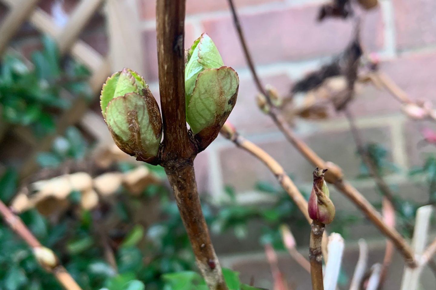 Hydrangea buds late winter