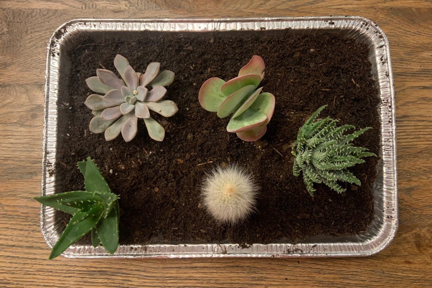 Indoor desert plants in place