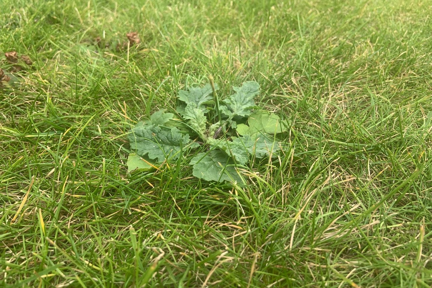 A potential weed growing in a grass lawn