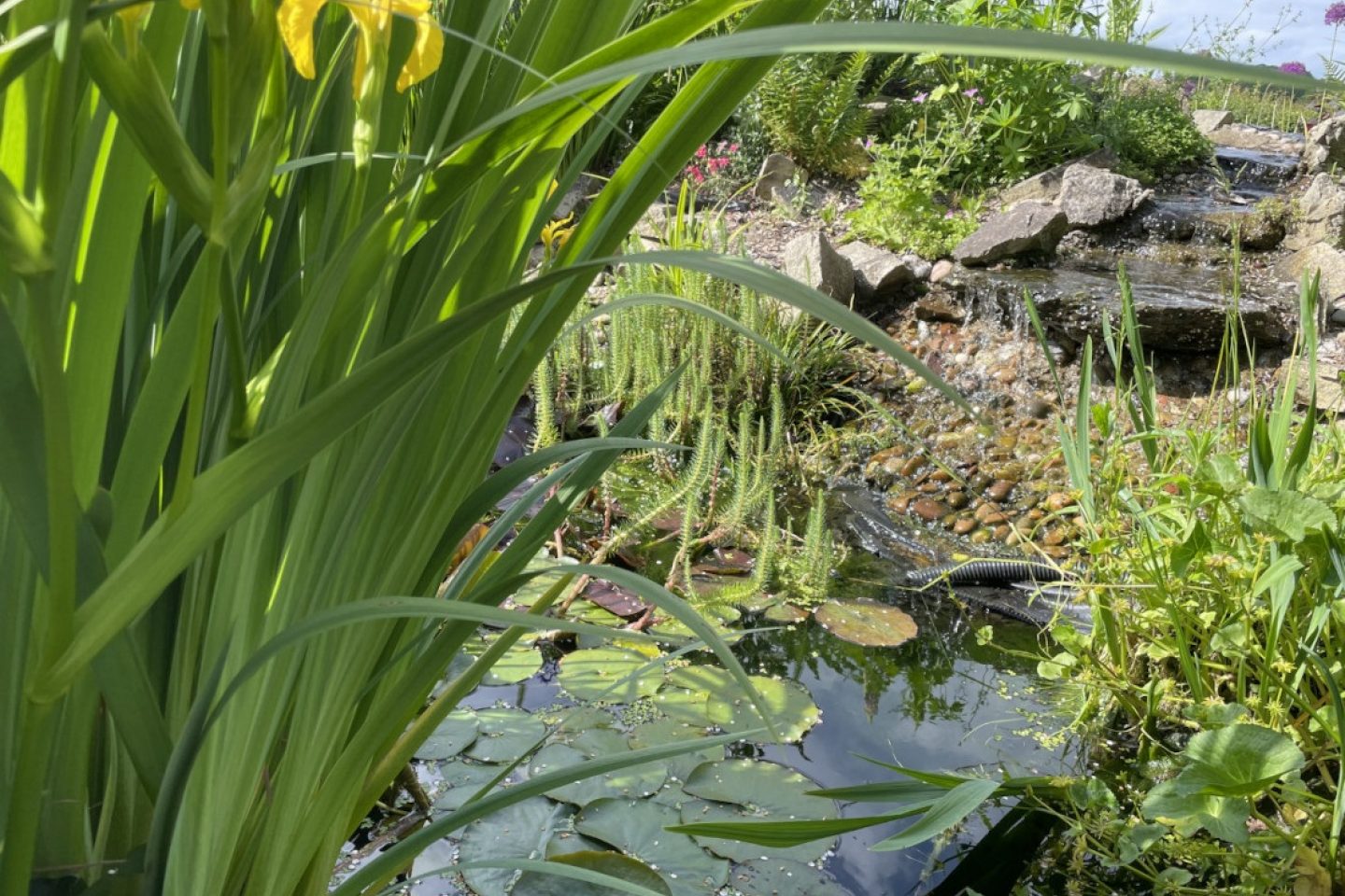 Lillies in sensory garden geoff stevens care farm