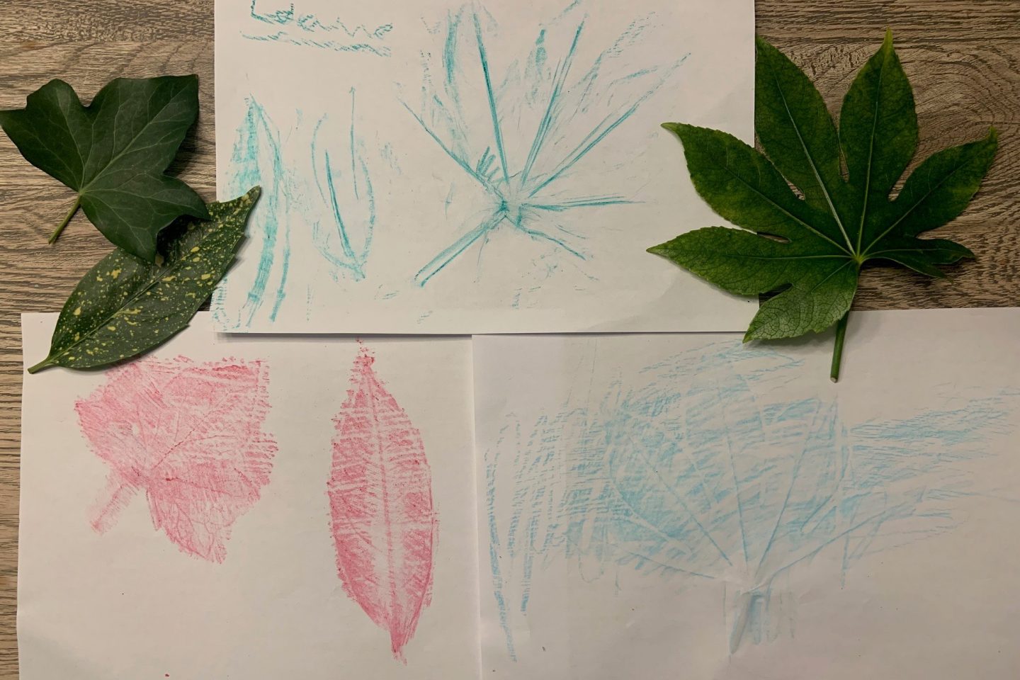 Milly leaf rubbing