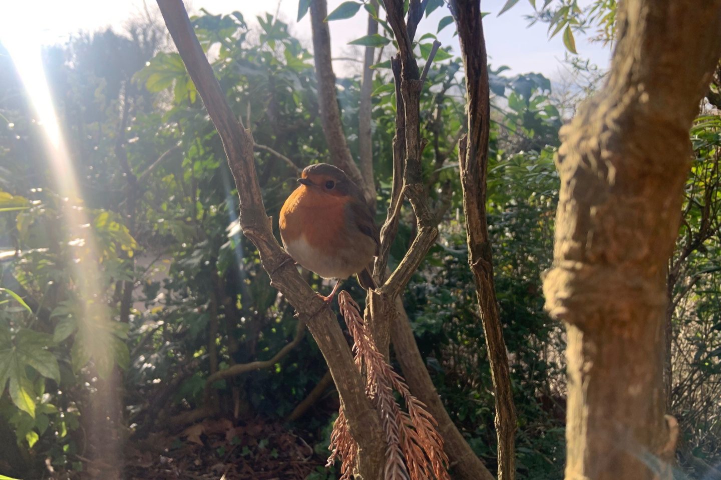 A robin on a tree branch