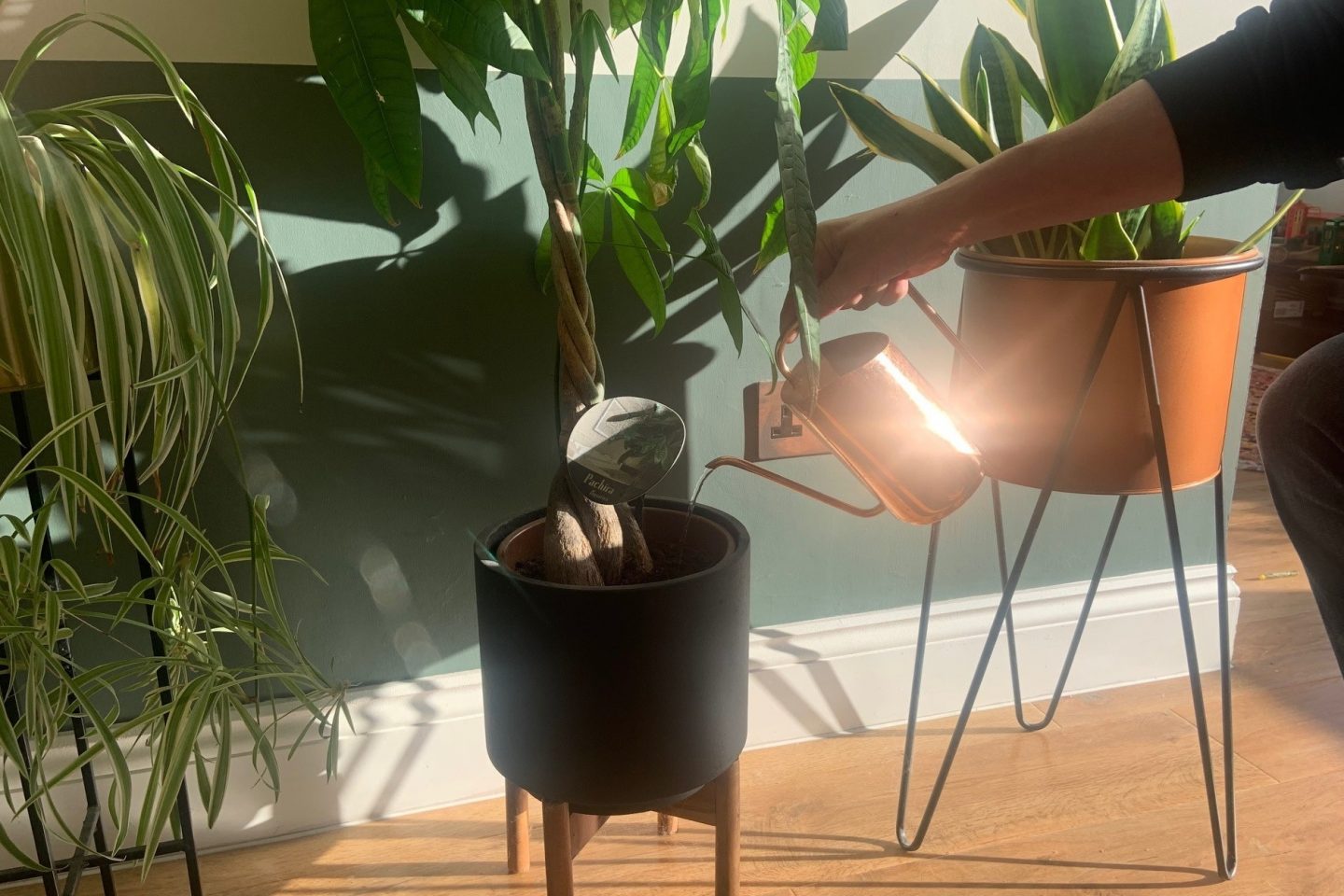 Milly tending houseplants