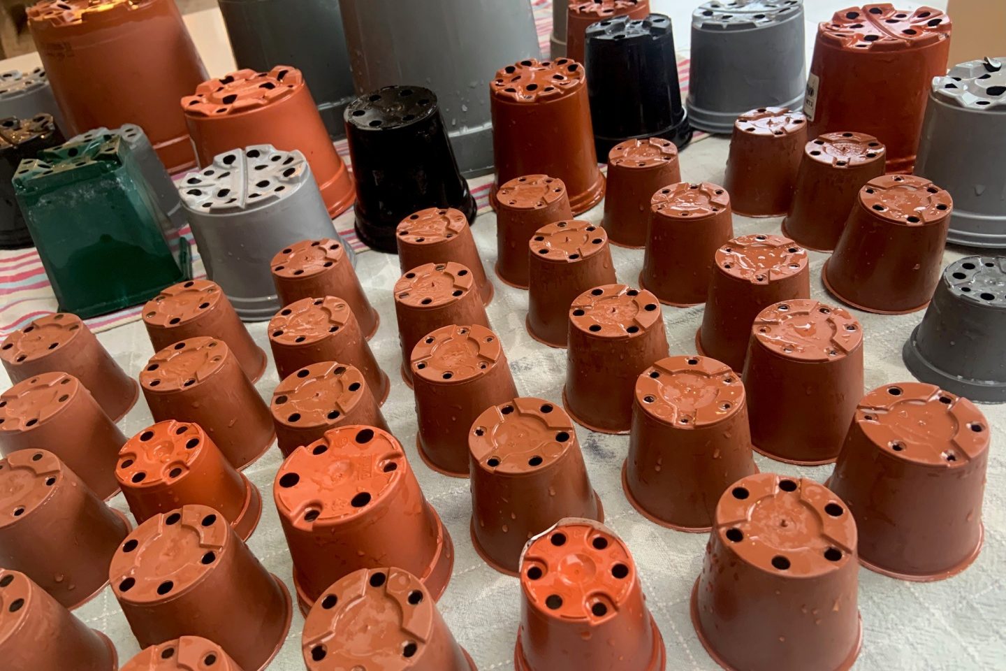 Milly washing pots