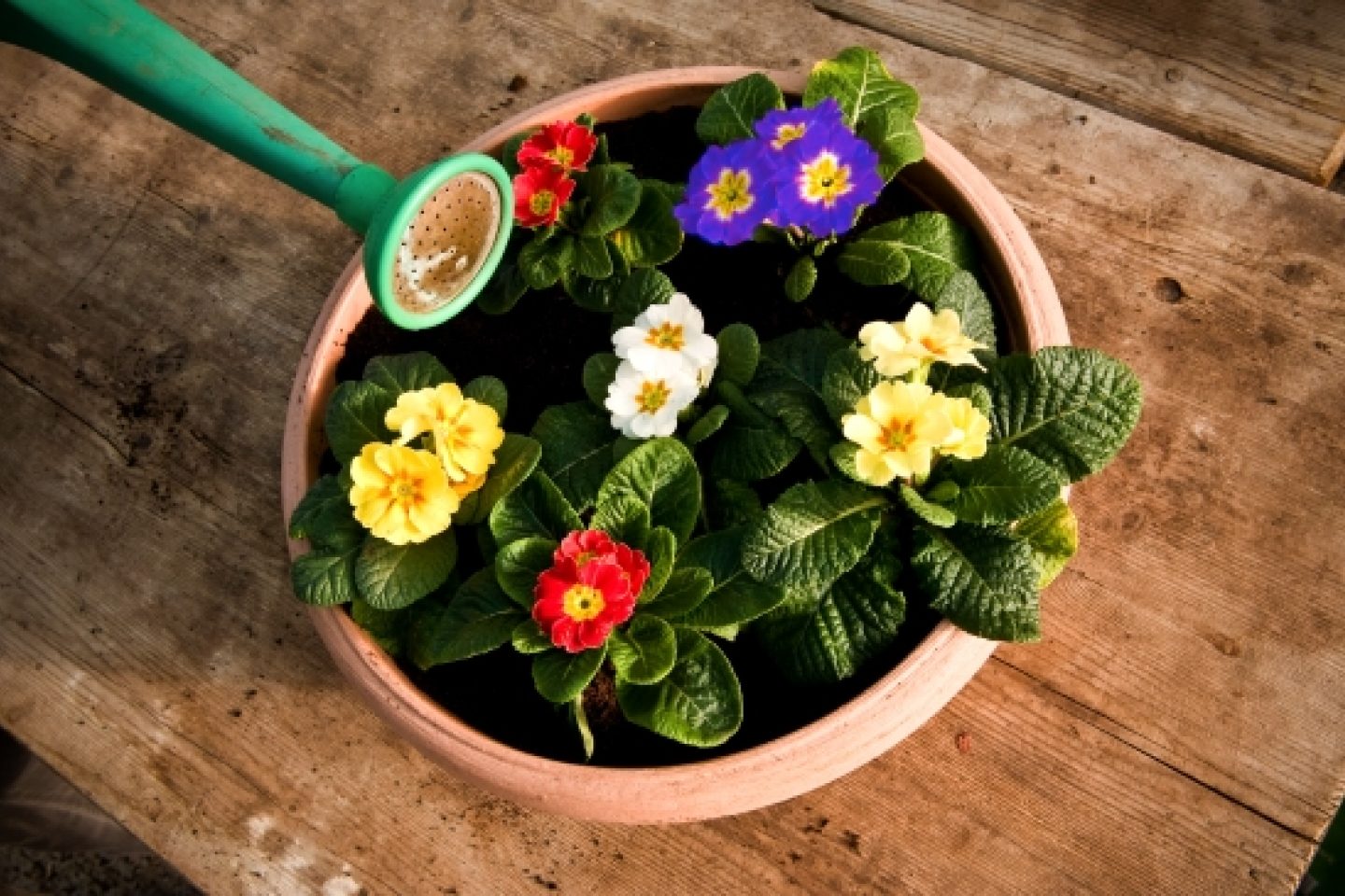 Planting a container final blue