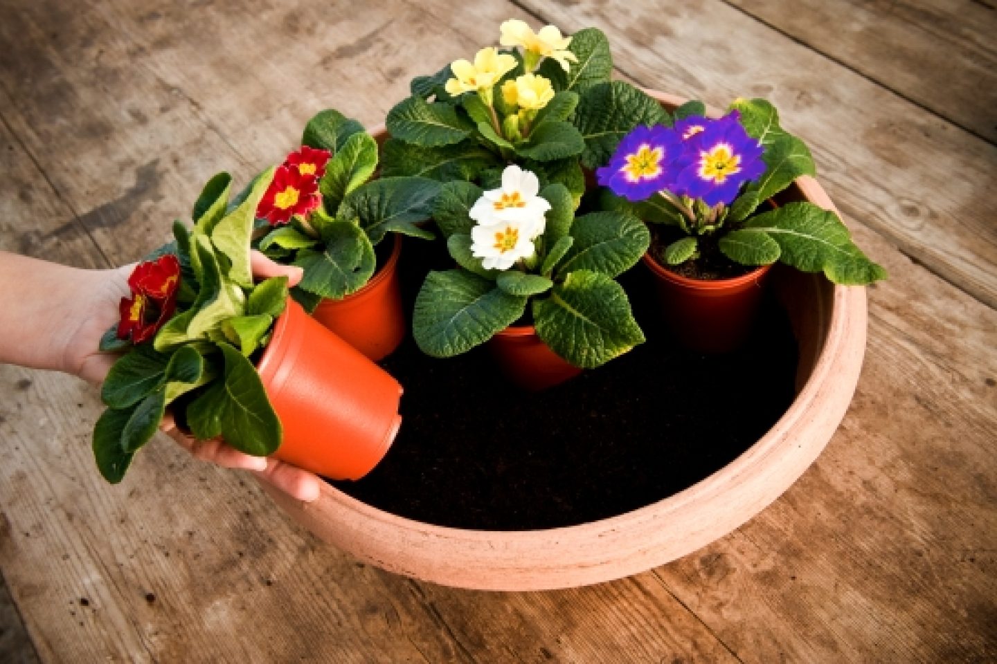 Planting a container positioning plants blue