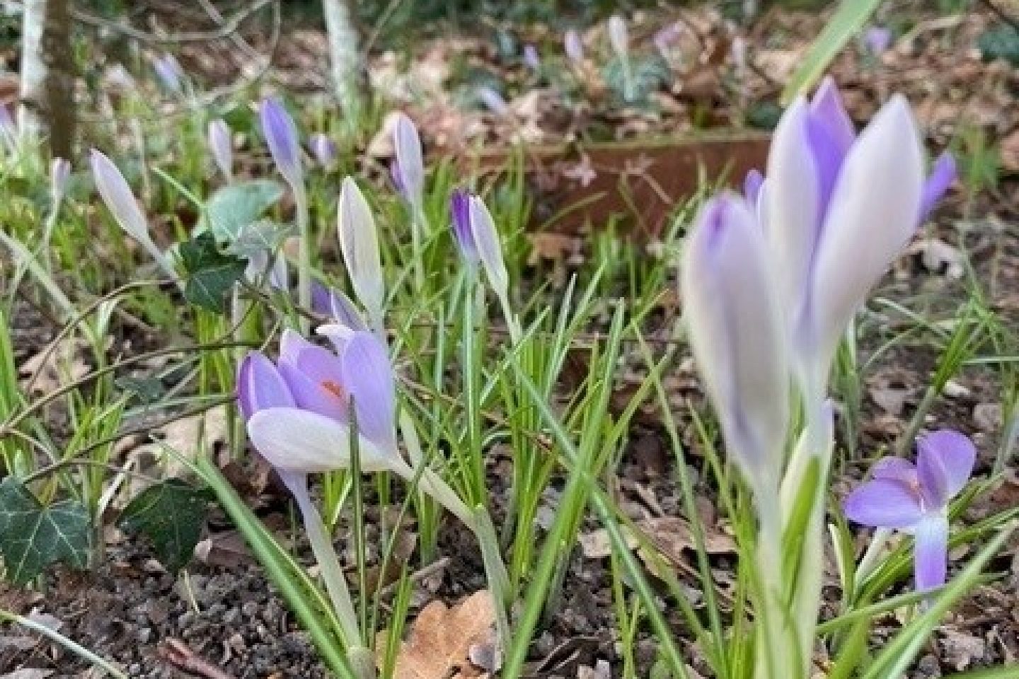 Purple crocus in flower