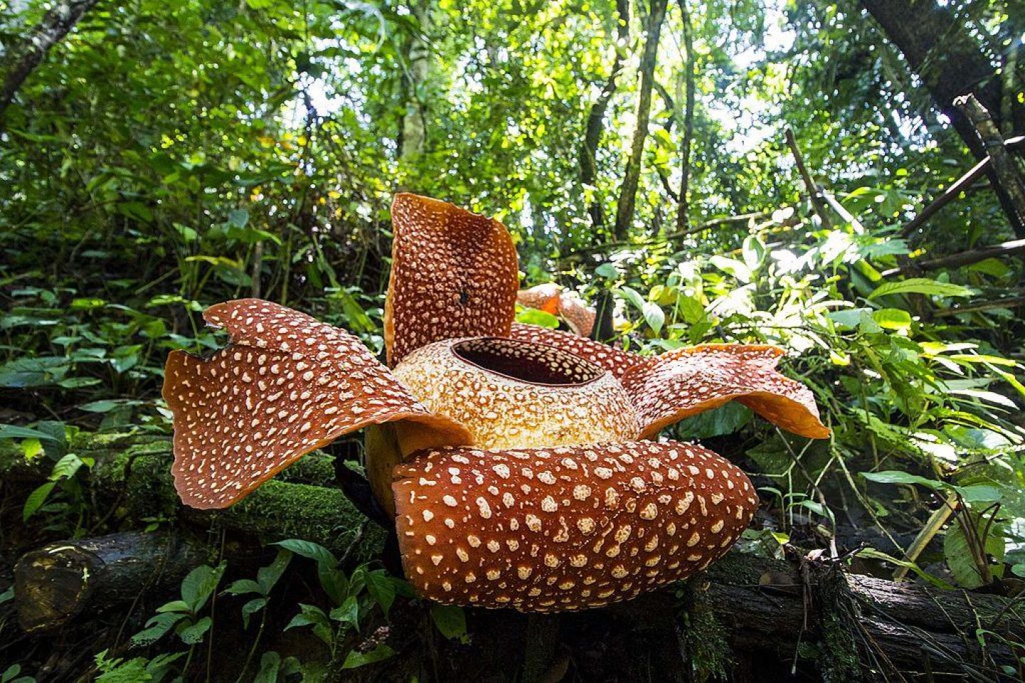 Rafflesia arnoldii Bengkulu 02 corpse lily