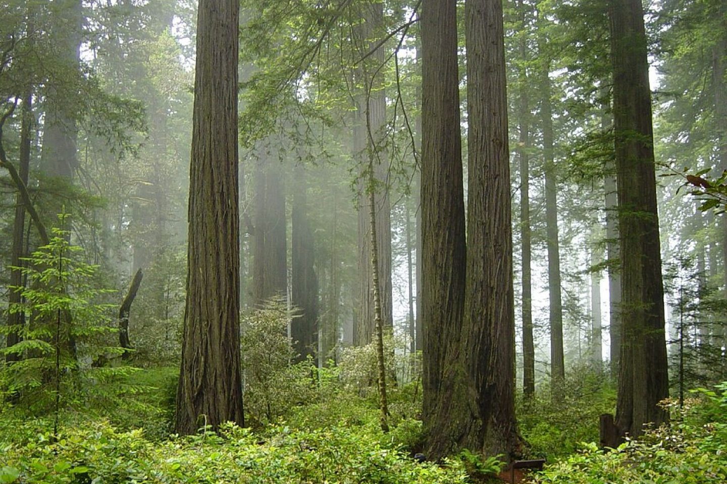 Redwood National Park fog in the forest Wikimediajpg