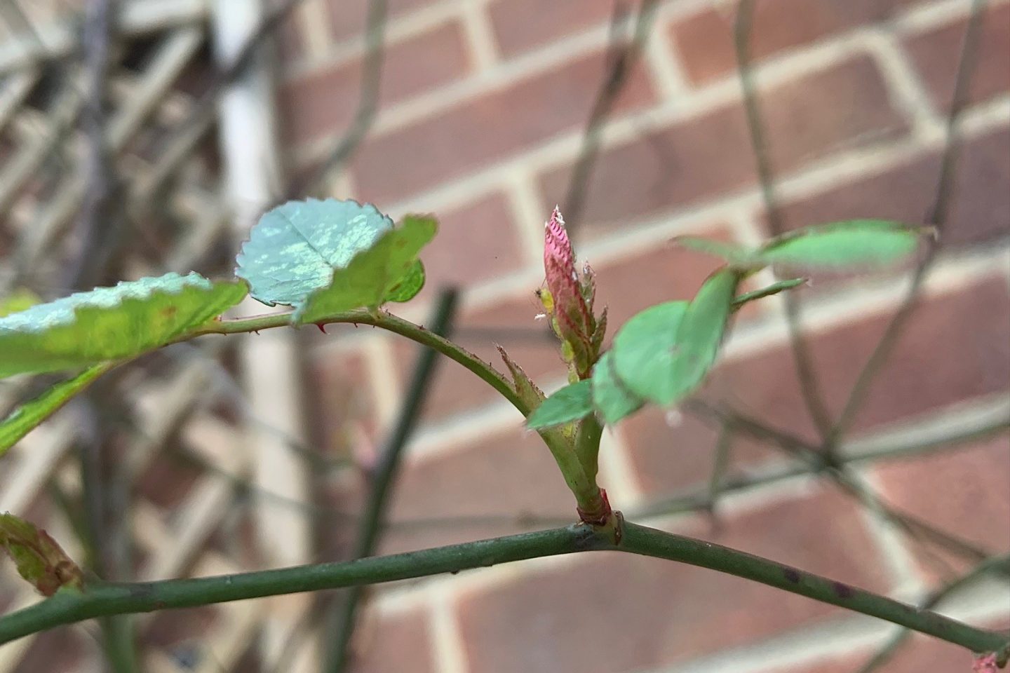 Rose late winter growth