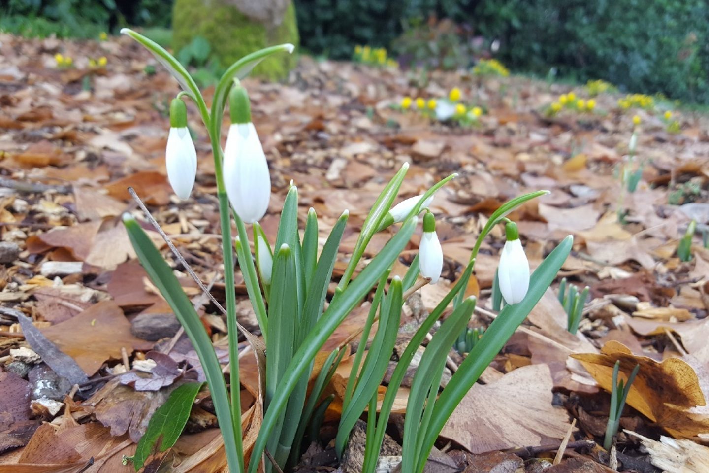 Snowdrop buds