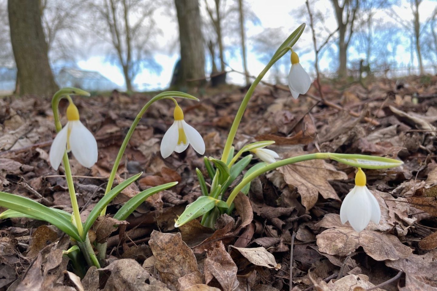 Snowdrop wendys gold gardening club