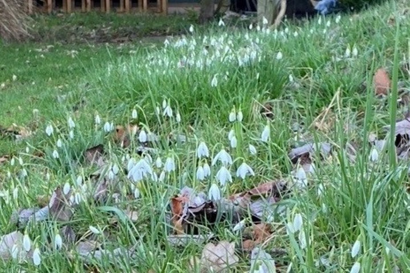 Snowdrops in the grass