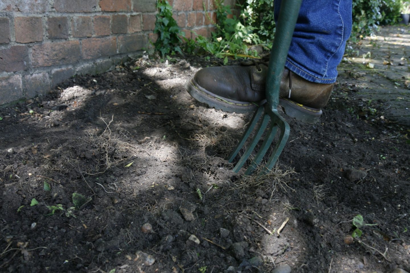 A large garden fork is used to dig the soil