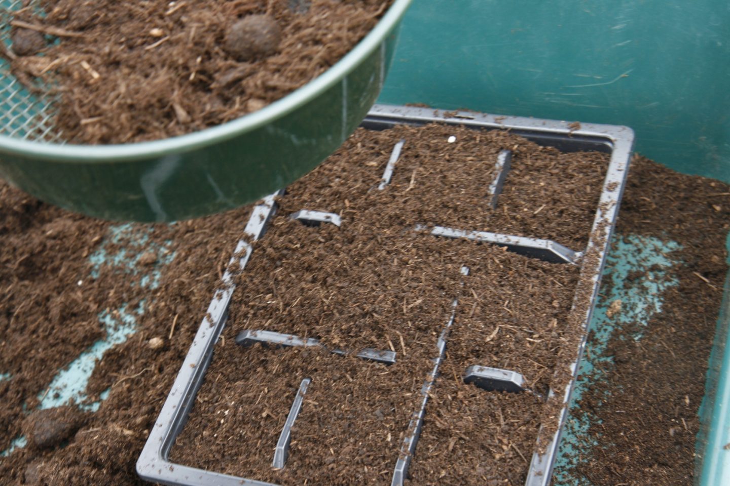 Sieve being used to sprinkle compost over seed tray