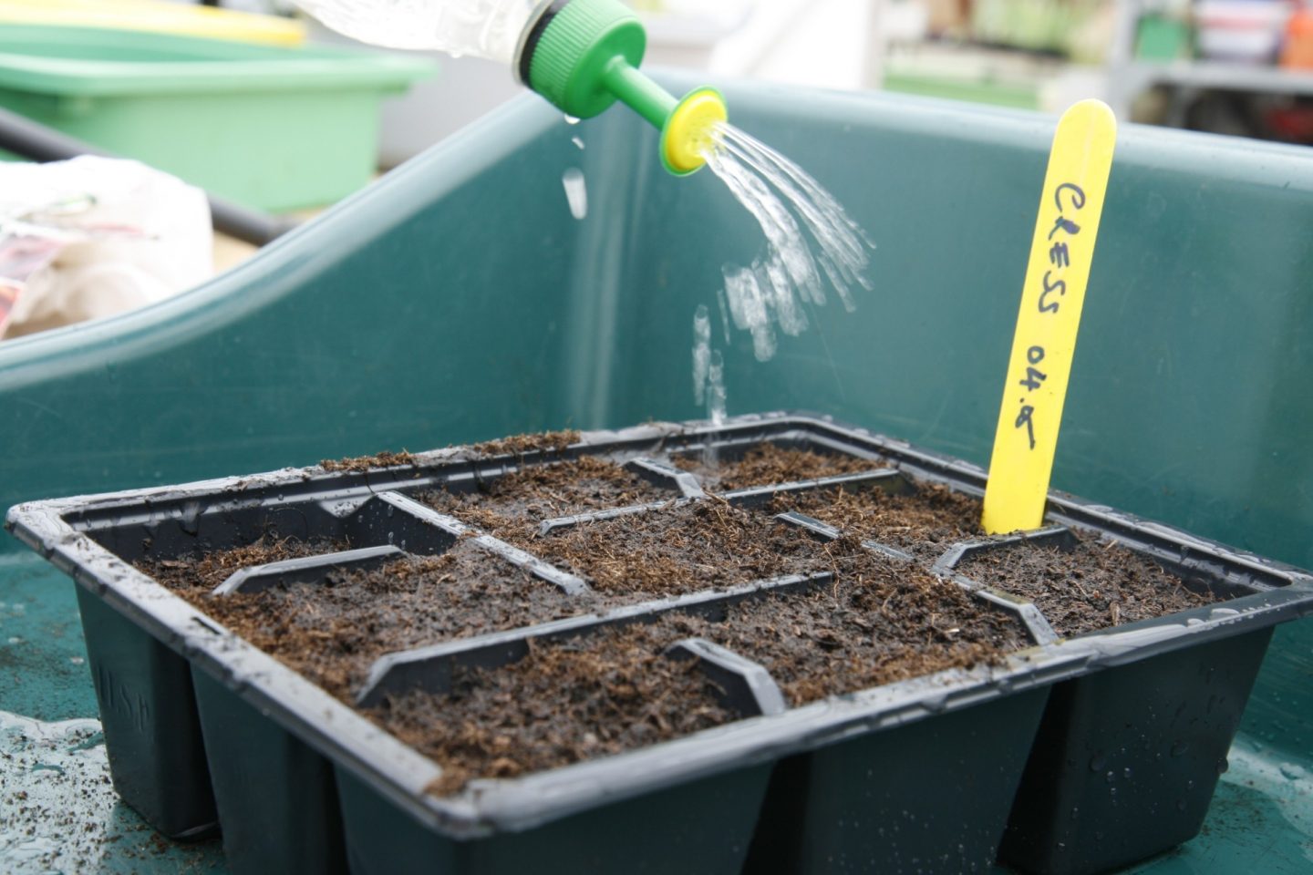 Bottle top waterer spraying water over the seed tray