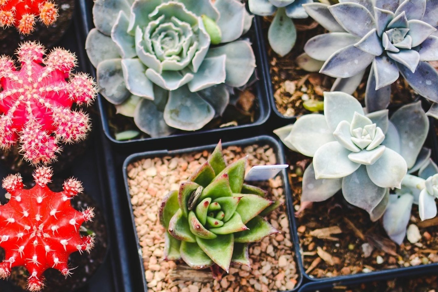 Succulents and cacti