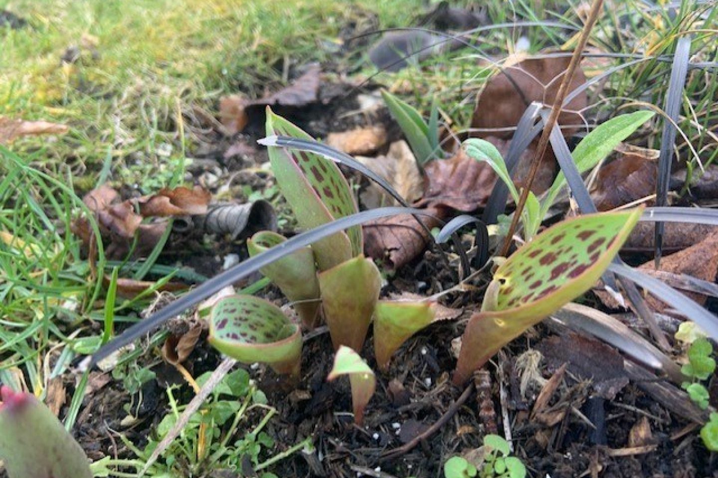 Tulip leaves shoots