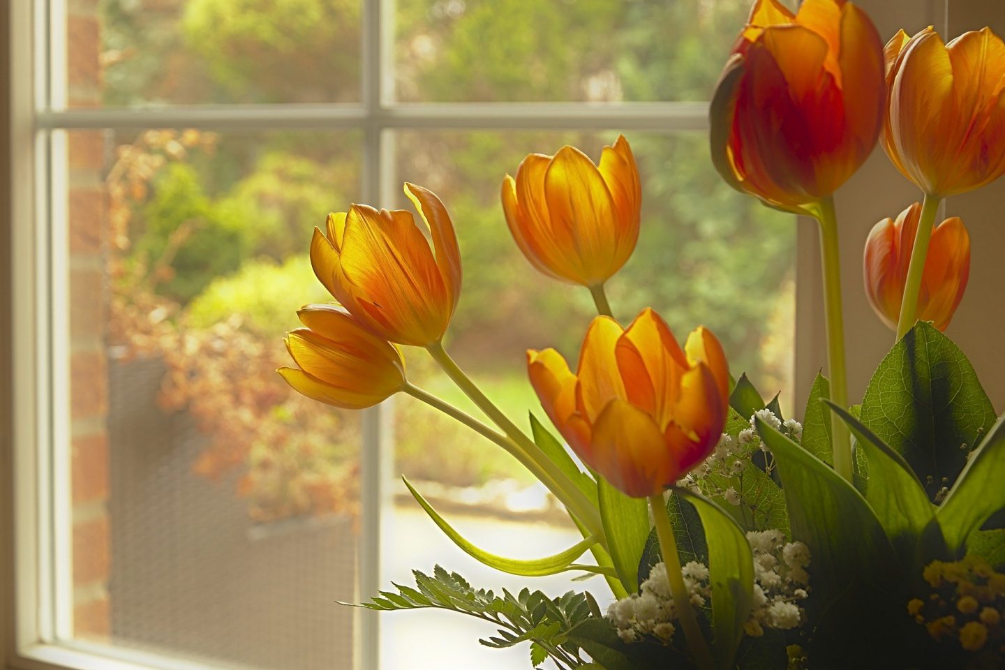 Tulips windowsill view