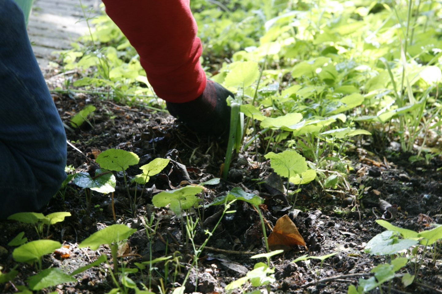 A person pulling up weeds from the soil