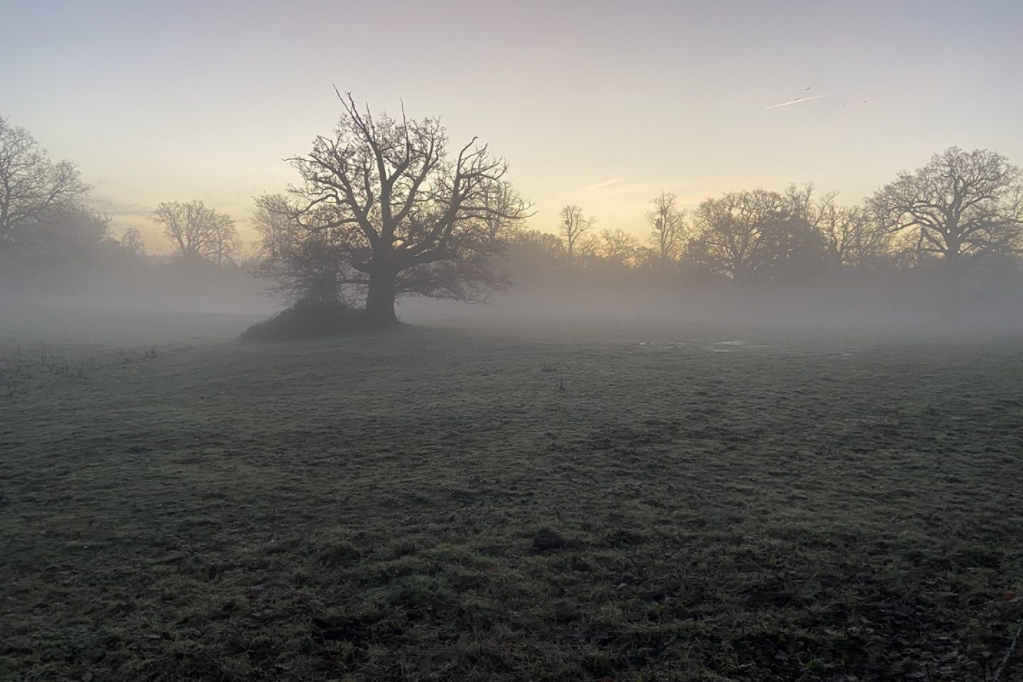Wintry tree image Sally