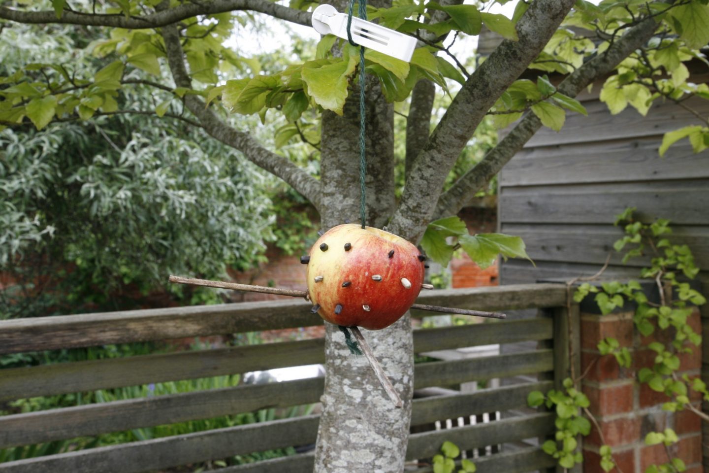 A finished apple bird feeder hanging from a branch in the garden