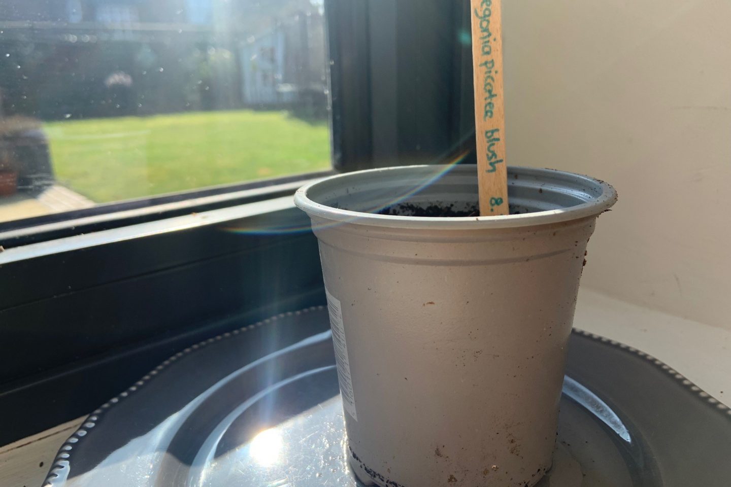 Begonia tuber growing on windowsill