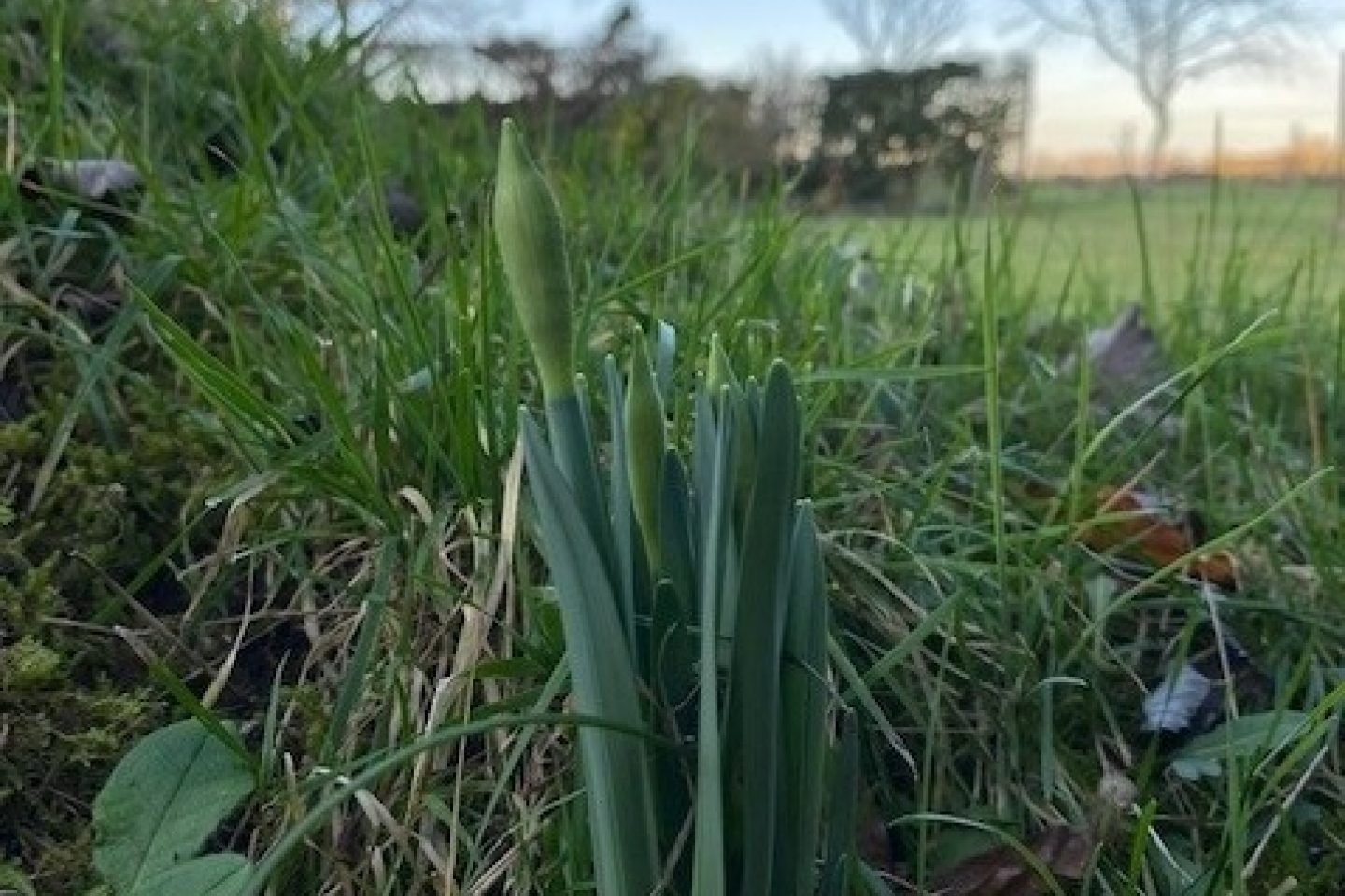 Daffodil leaves bud caroline