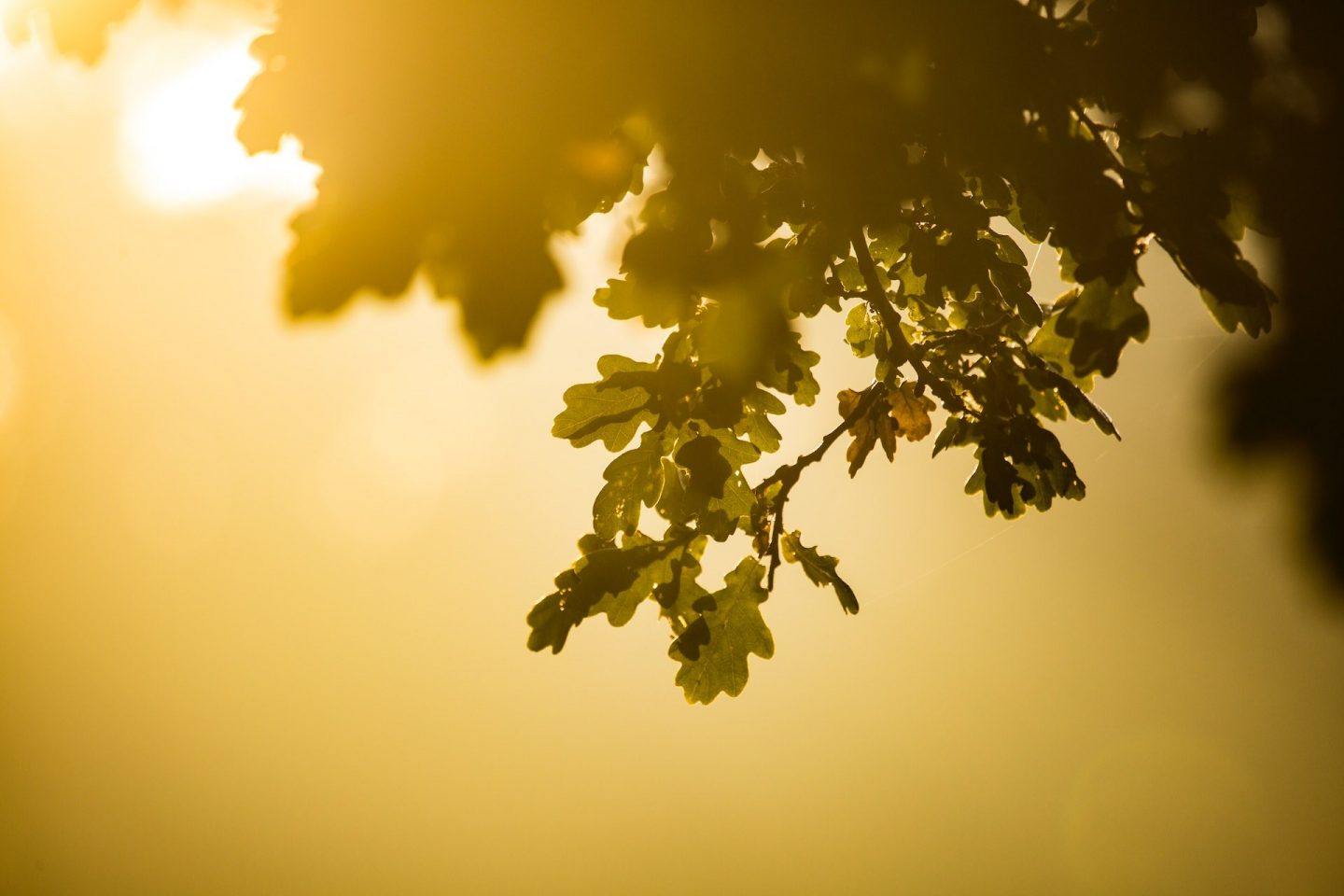 Diana parkhouse 9h0t Slgorz A unsplash