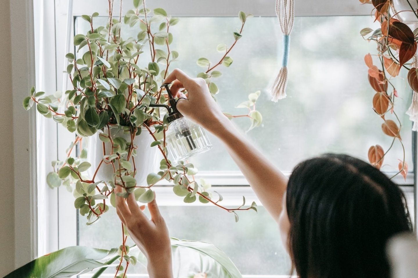 Houseplant watering window