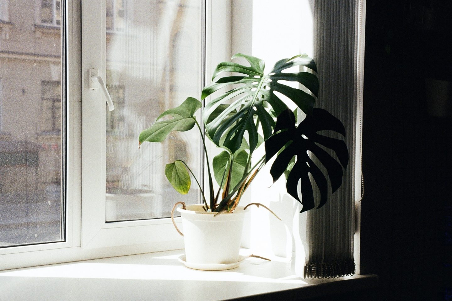 Houseplant windowsill light pexels