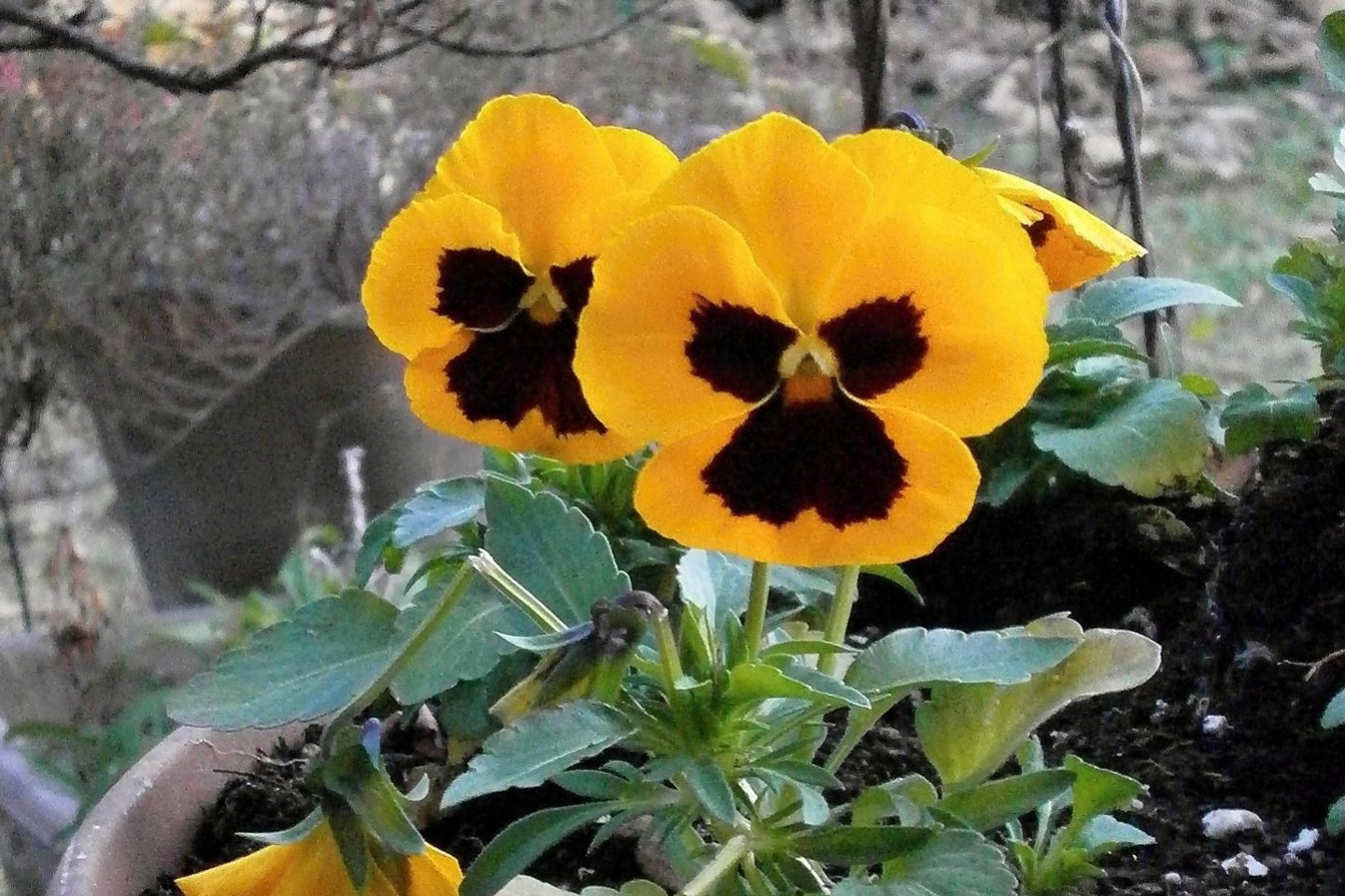 Pansies winter container